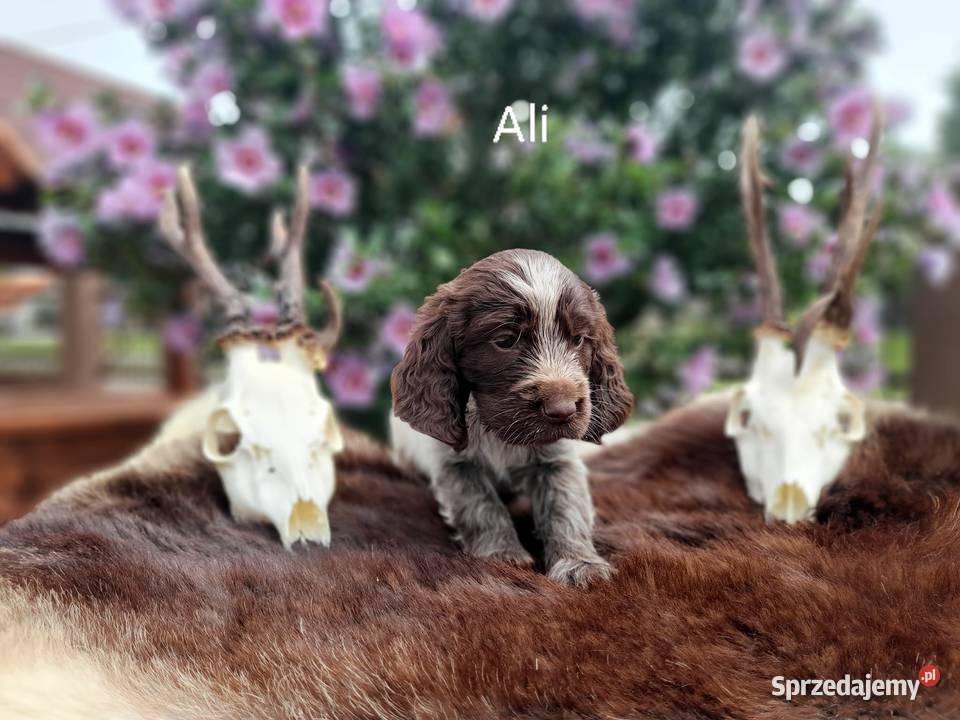 Polski Spaniel Myśliwski Pozostałe małopolskie Czernichów