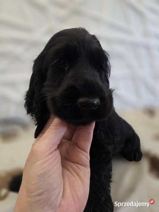 Cocker spaniel angielski pieski i sunie