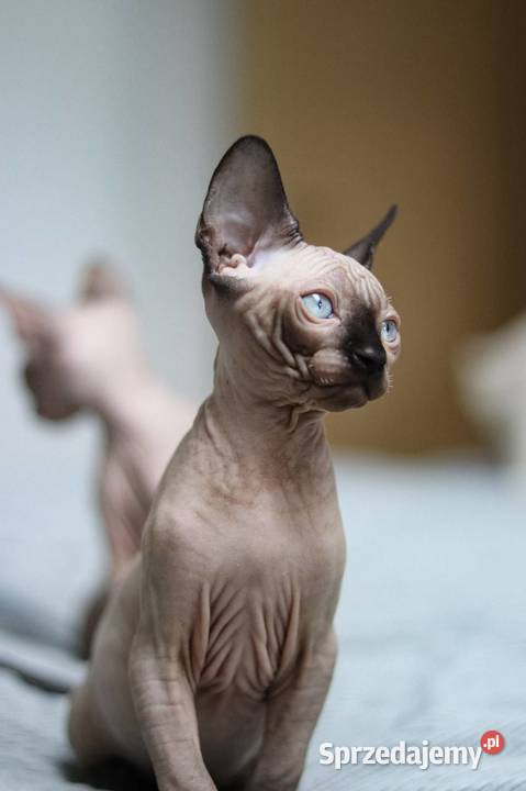 Sfinks kanadyjski śląskie Piekary Śląskie