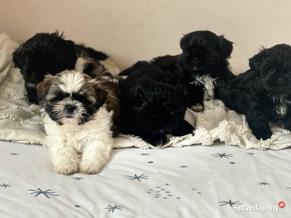 Shih tzu gotowe do odbioru Shih Tzu Żmigród sprzedam