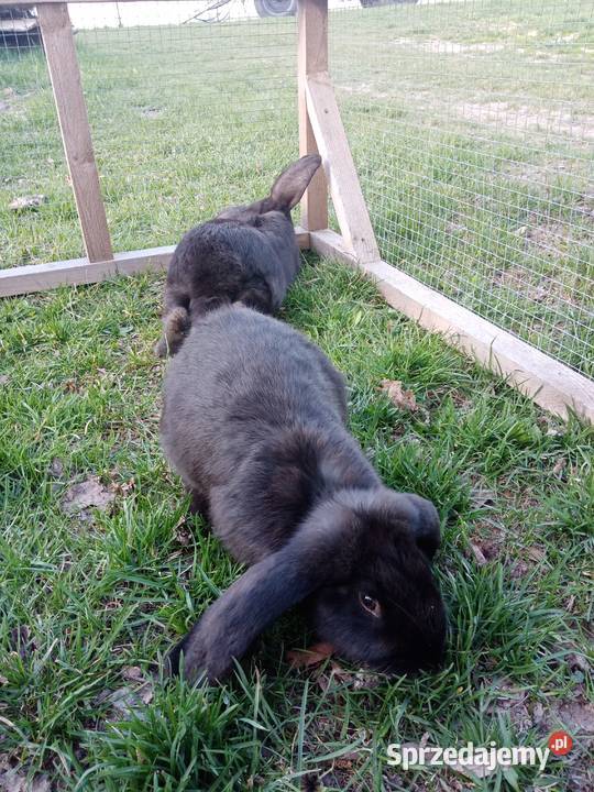 Króliki Kiełczewice Maryjskie sprzedam
