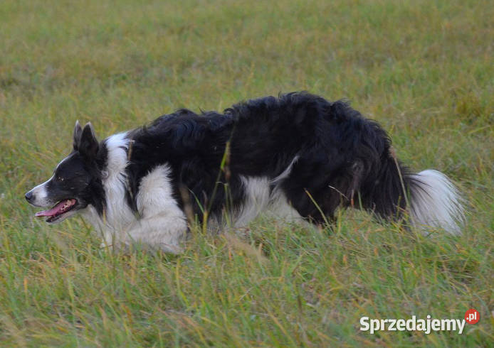 Border Collie Pies do pasienia na gospodarstwo Iwonicz
