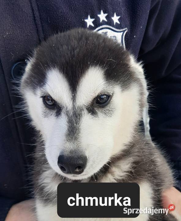 Szczeniaki syberiany husky Reda