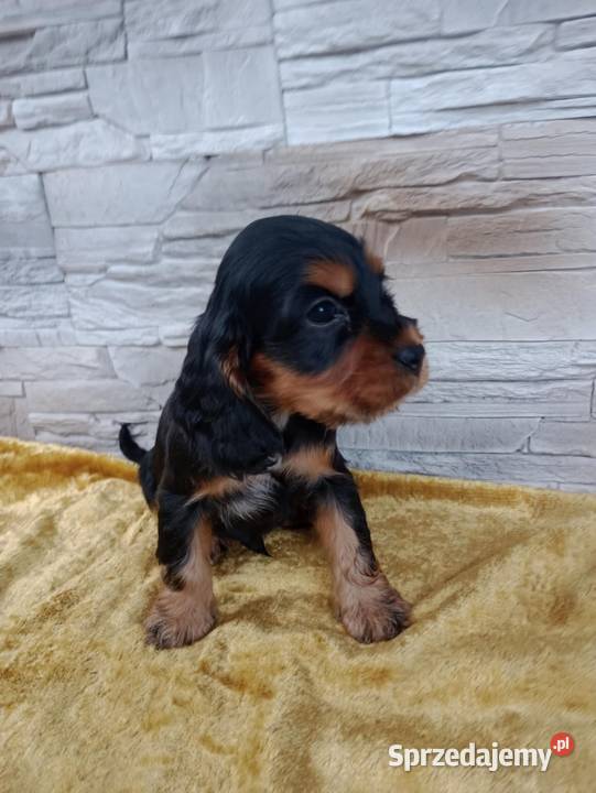 Śliczne Szczenięta Cocker Spaniel Angielski Sieradz