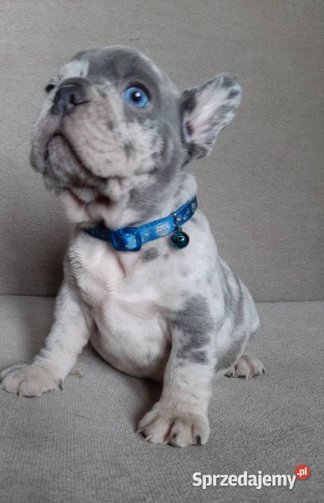 Buldog francuski szczeniaczki