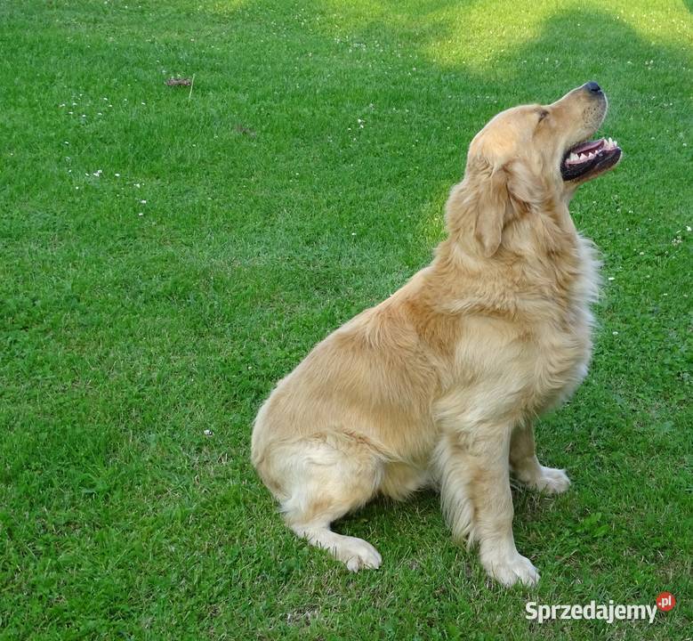 Golden retriever 15 miesięczny