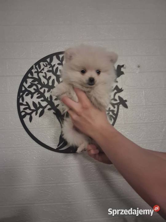 szpic mały suczka Skalbmierz