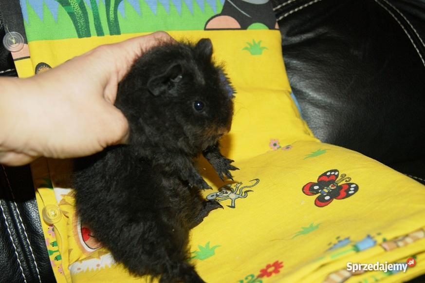 Świnki morskie świnka młode RASOWE US TEDDY TEXE Pozostałe Żnin sprzedam