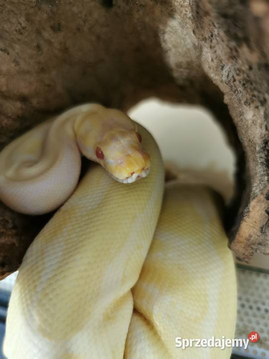 Pyton królewski albino samiczka terrarium Jaworzno sprzedam