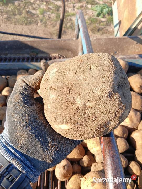 Ziemniaki winieta Bolesławiec sprzedam