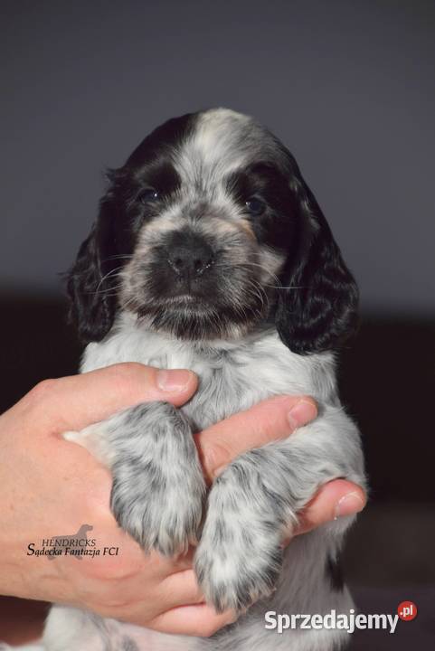 Cocker Spaniel AngielskiPiesek o Imieniu