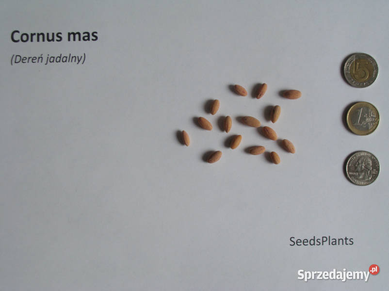 DEREŃ JADALNY Cornus mas NASIONA 50 sztuk 10g Nasiona kujawsko-pomorskie