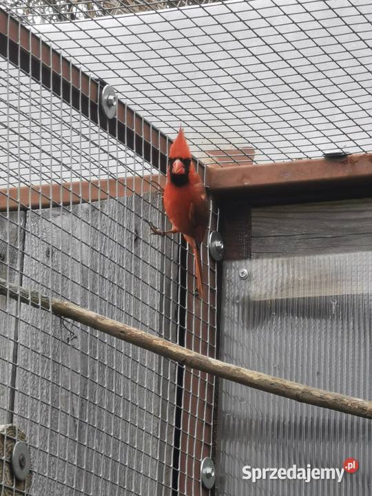 Kardynał czerwony samce Ptaki