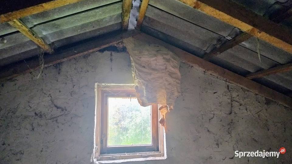 Likwidacja rojów usuwanie gniazd os szerszeni Augustów