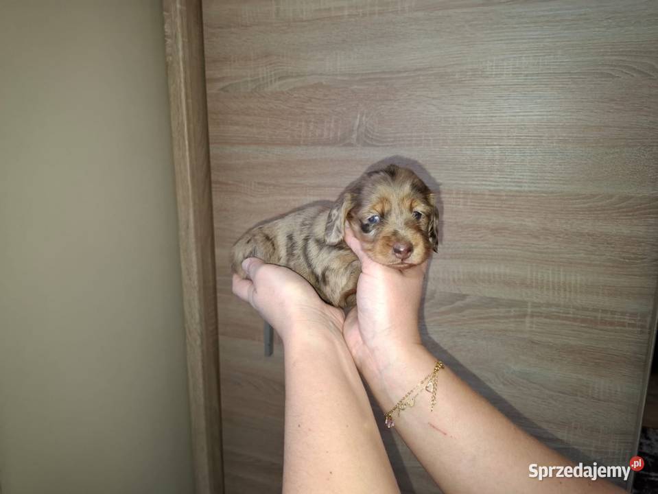 Jamnik Dackel dachshund choco merle łódzkie Żychlin
