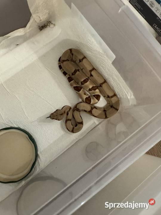 Węże boa imperator Pińczów
