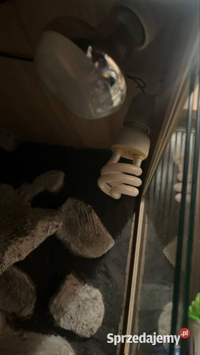 TERRARIUM 120x50x60 Agama Gekon Wąż Pyton