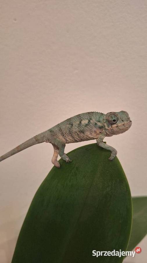 Kameleony lamparcie ambilobe Lublin