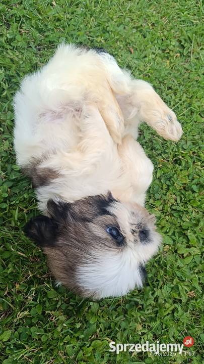 Szczeniaki shih tzu Shih Tzu