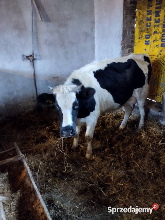 Sprzedam cielaki Parczew