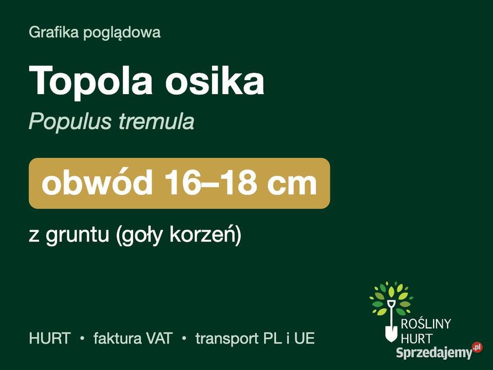 Topola osika Populus tremula obwód 1618 z gruntu