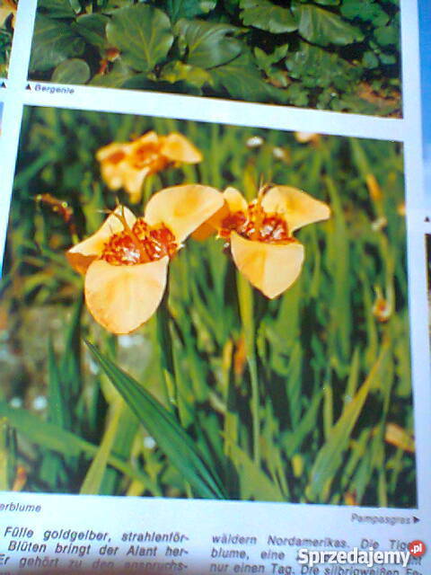 Mehr Freude am Garten Architektura ogrodowa Szczecin