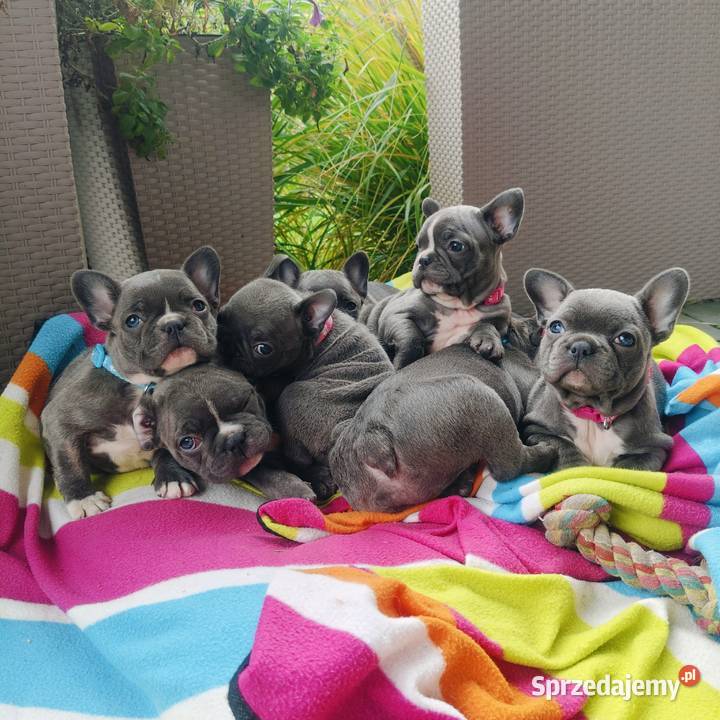 Piesek suczka Buldog francuski niebieski BLUE Padew Narodowa