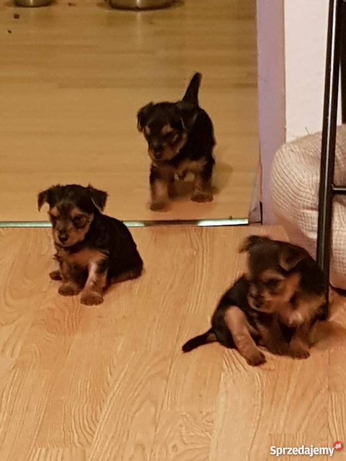 Yorkshire terrier szczeniaki York Kalisz sprzedam