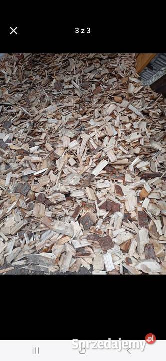 Zrębka dąb buk śląskie Skrzydłowice