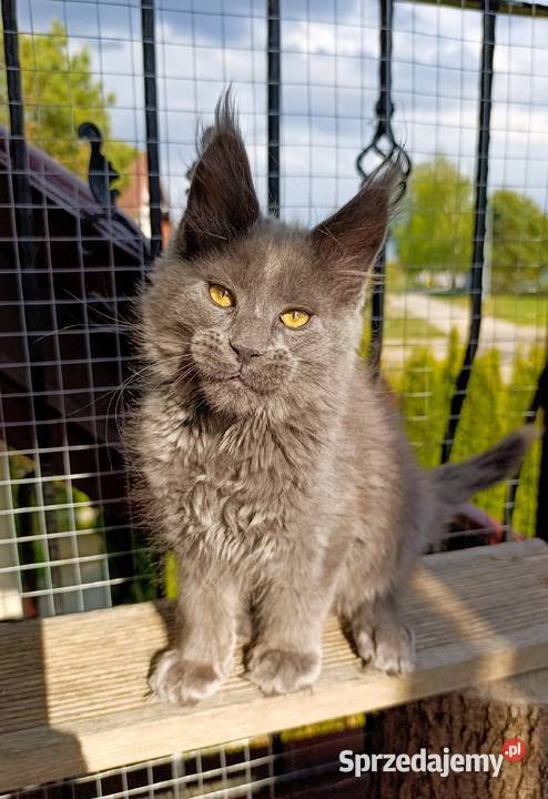 Niebieski kocurek Maine Coon FPL Gdańsk