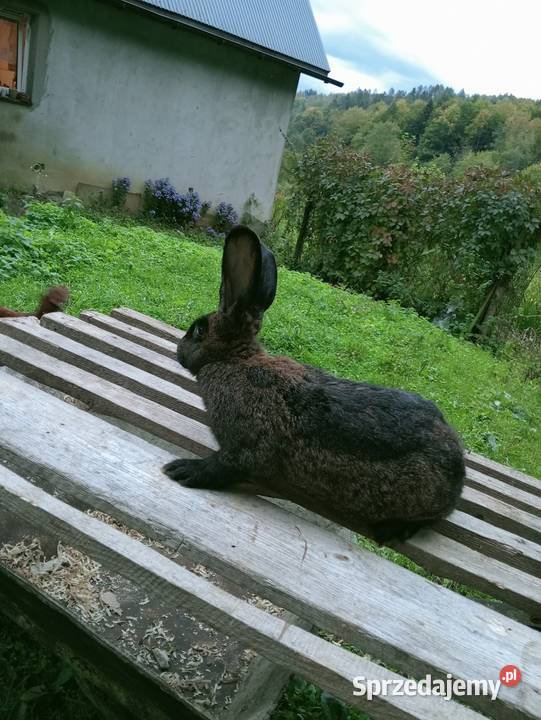 Sprzedam króliki Obarzym sprzedam