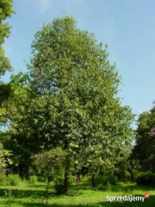 HURMA KAKI MELANOXYLON Diospyros melanoxylon Nasiona Lubanie