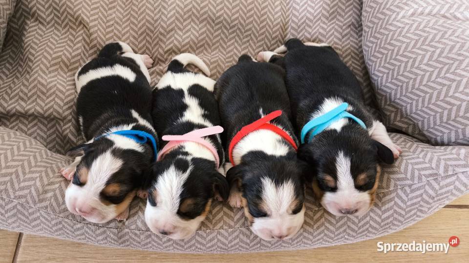 Szczeniaka Beagla możliwość rezerwacji Bielsk Podlaski
