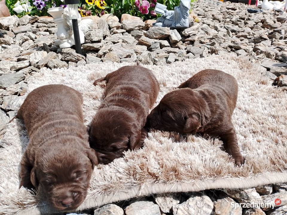 Szczeniaki Labrador Retriever wielkopolskie Odolanów
