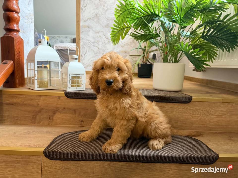Cockapoo hybryda F1 pomorskie Starogard Gdański sprzedam