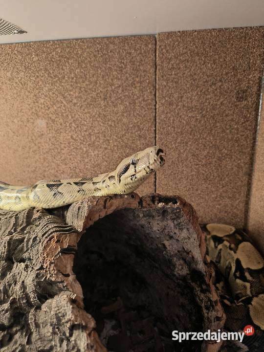 Boa Imperator Normal kujawsko-pomorskie Bydgoszcz