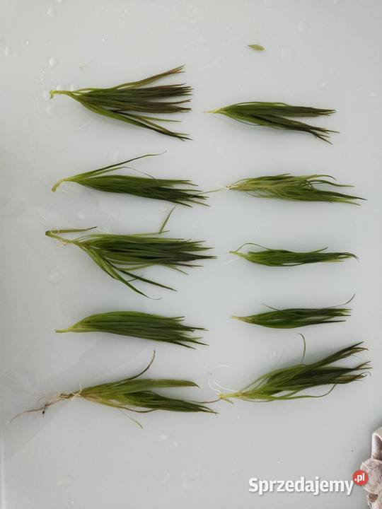 Blyxa japonica Końskie