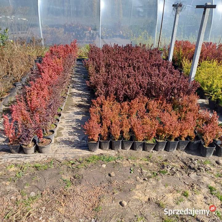 Berberys Detal 18 Grójec