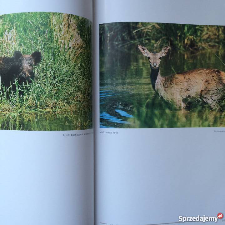 1086 Kraina Puszcz i Bagien sprzedam