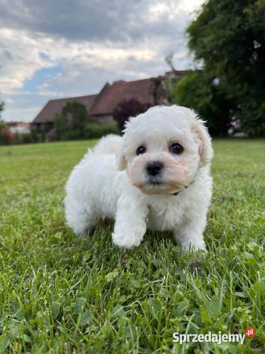 Bichon frise Fci Toszek