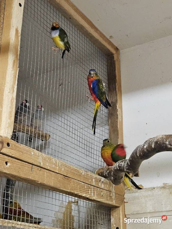 Papugi ptaki podkarpackie Haczów