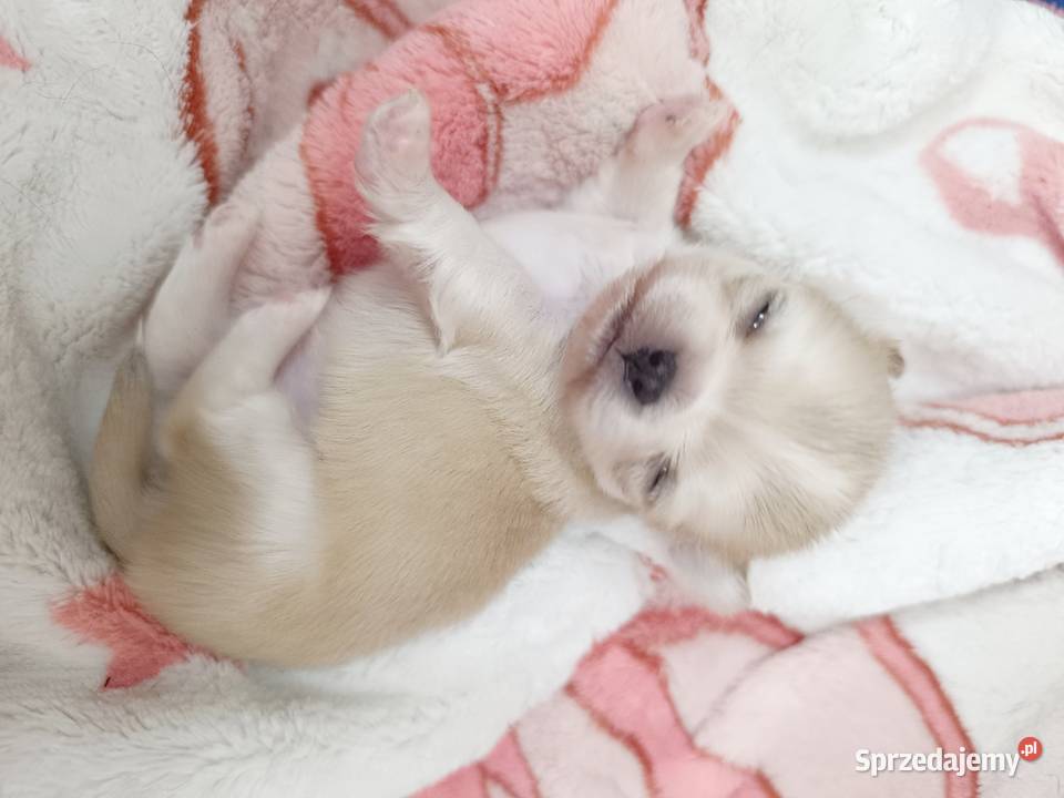 Chihuahua długowłosa Warszawa