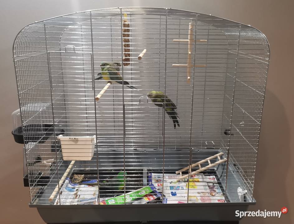 papuga świergotka Łódź