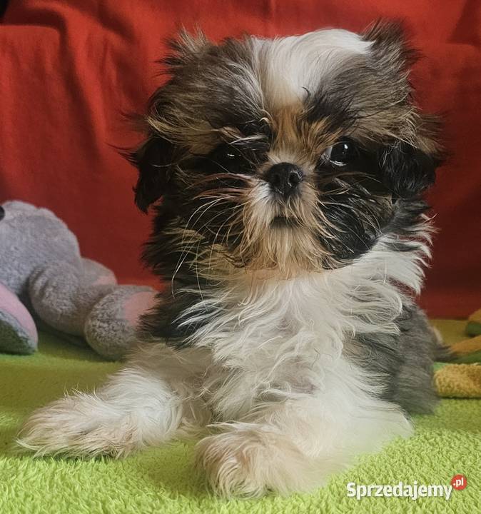 Shih Tzu dziewczynka Częstochowa