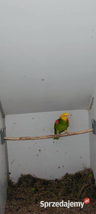 Amazonka Oratrix samiec