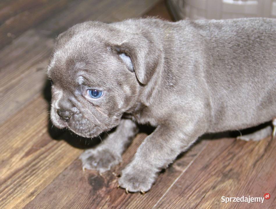 Buldog Francuski BlueMerl Buldog Kędzierzyn-Koźle