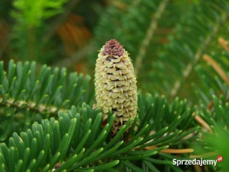 P9 JODŁA FRASERA HURT 50 SZTUK