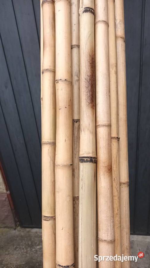 Tyczki bambusowe 250 Kraków