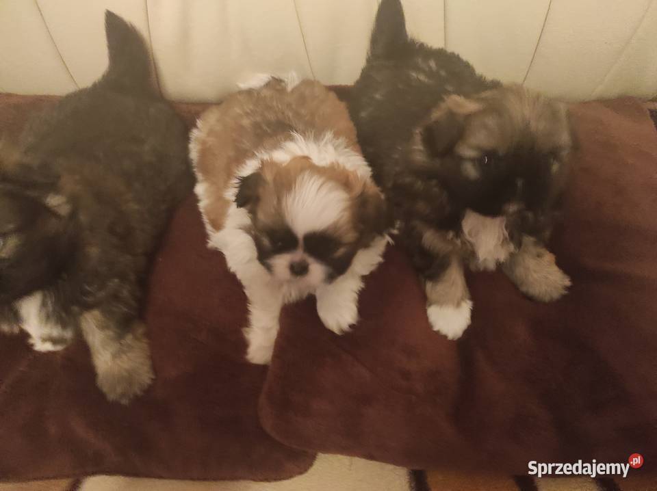 Śliczne Pekińczyki Pekińczyk Baranów