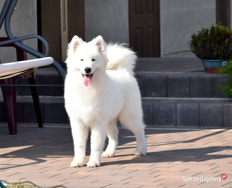Samoyed szczeniak już do odbioru Sesto Senso Zduńska Wola